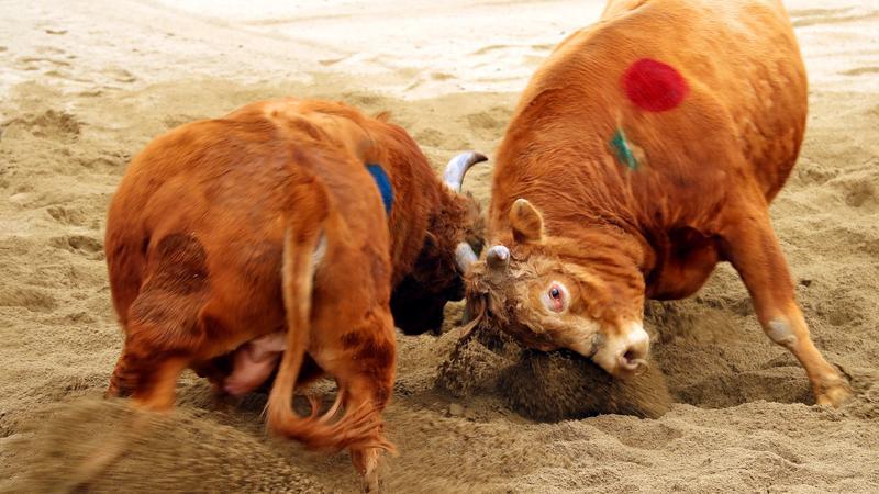 新一轮消费牛市要来了?